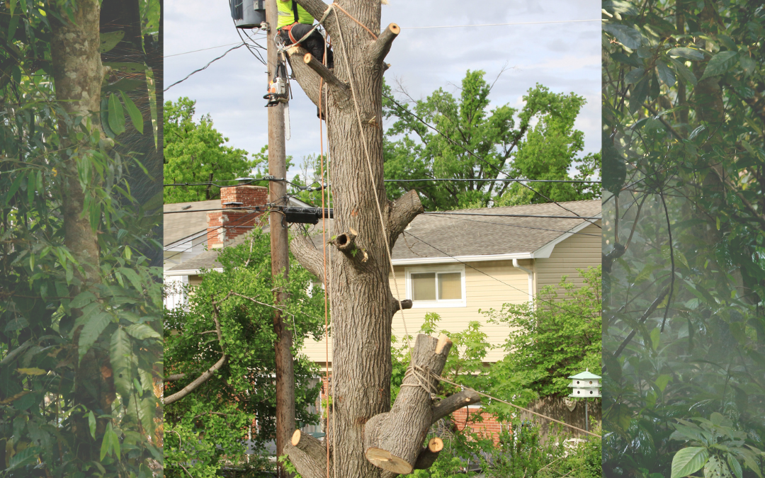 THE IMPORTANCE OF REGULAR MAINTENANCE ON TREES TO PREVENT DAMAGE TO THE PROPERTY