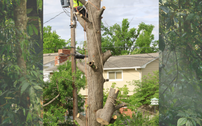 THE IMPORTANCE OF REGULAR MAINTENANCE ON TREES TO PREVENT DAMAGE TO THE PROPERTY