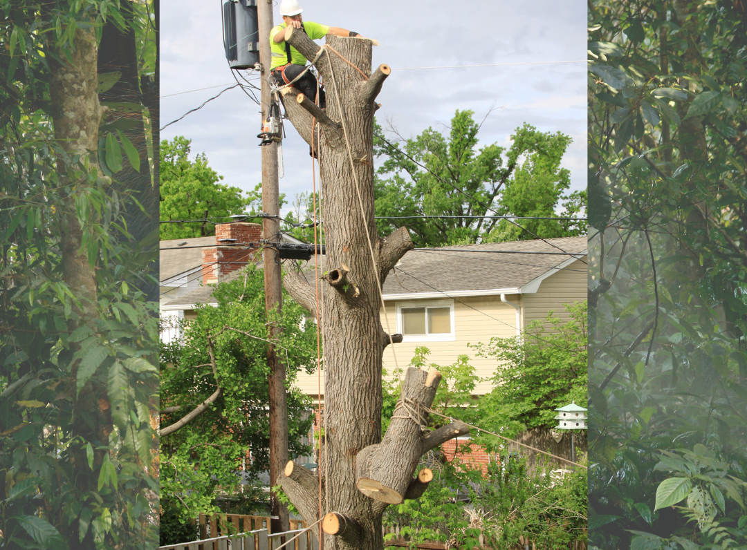 Hazardous tree removal PTSA