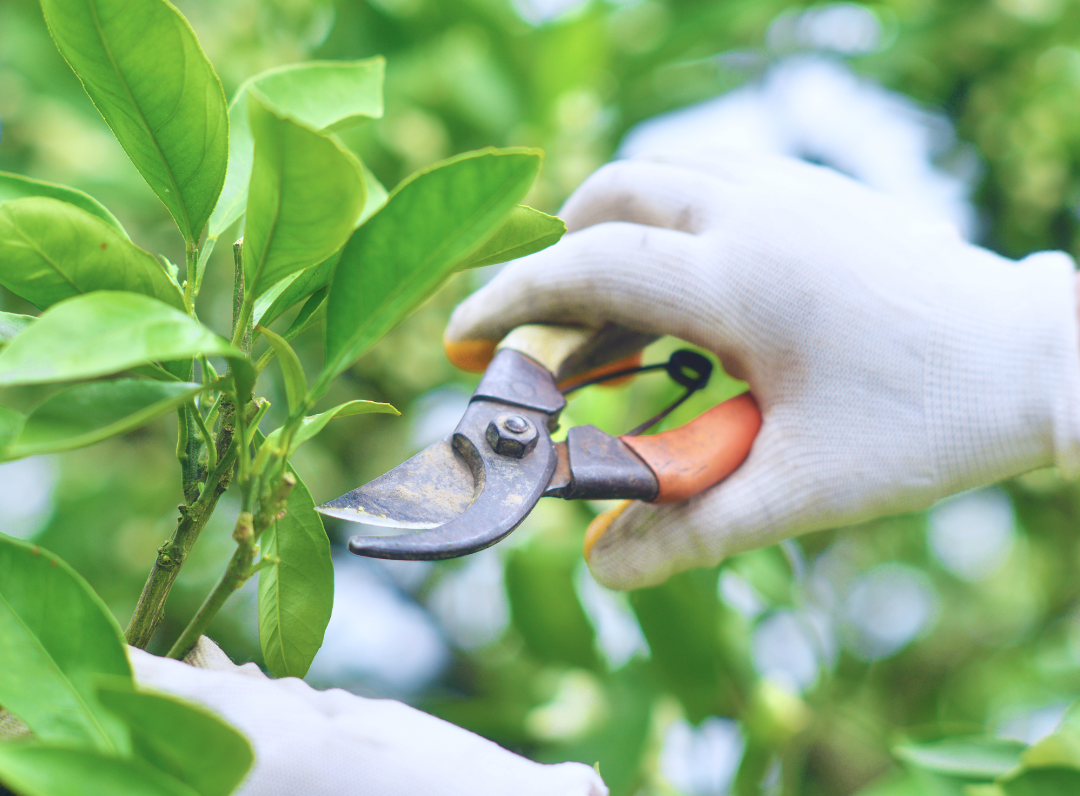 Pruning PTSA