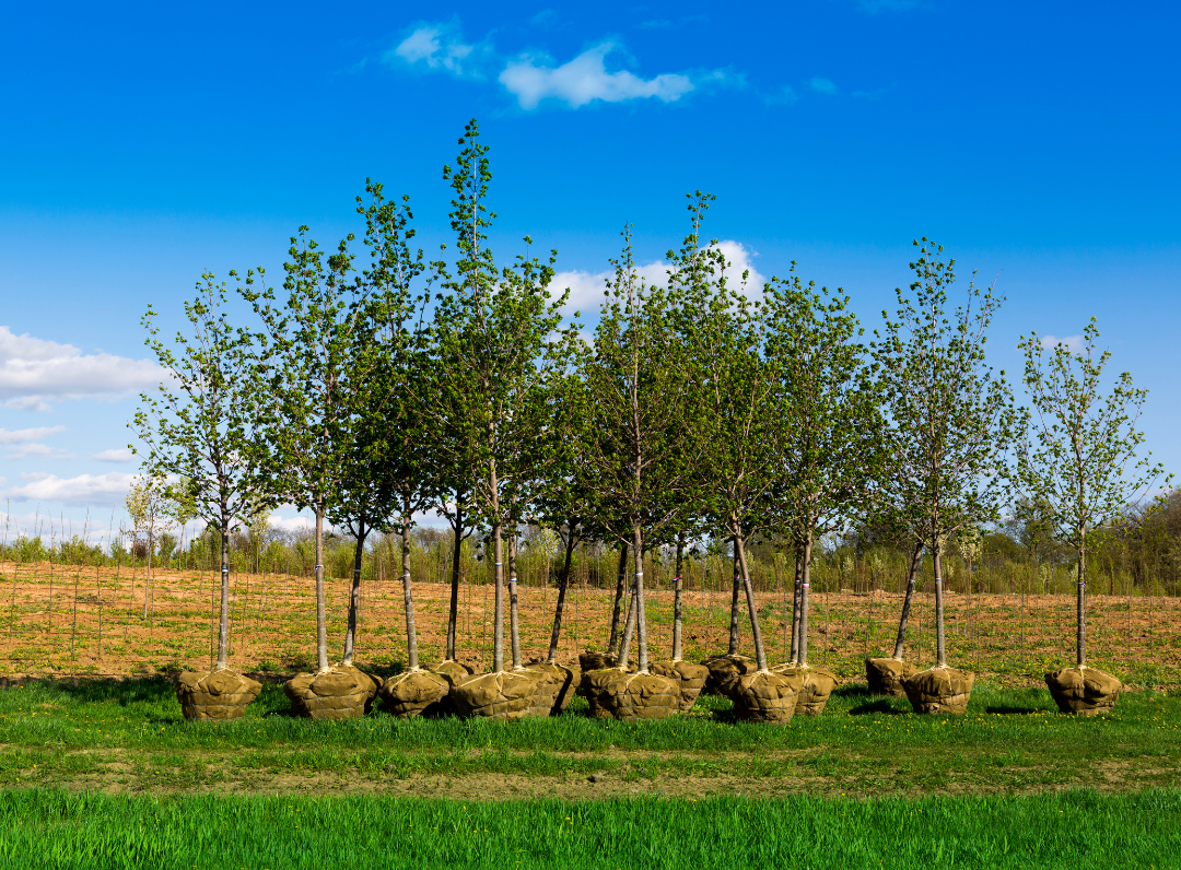 Trees PTSA