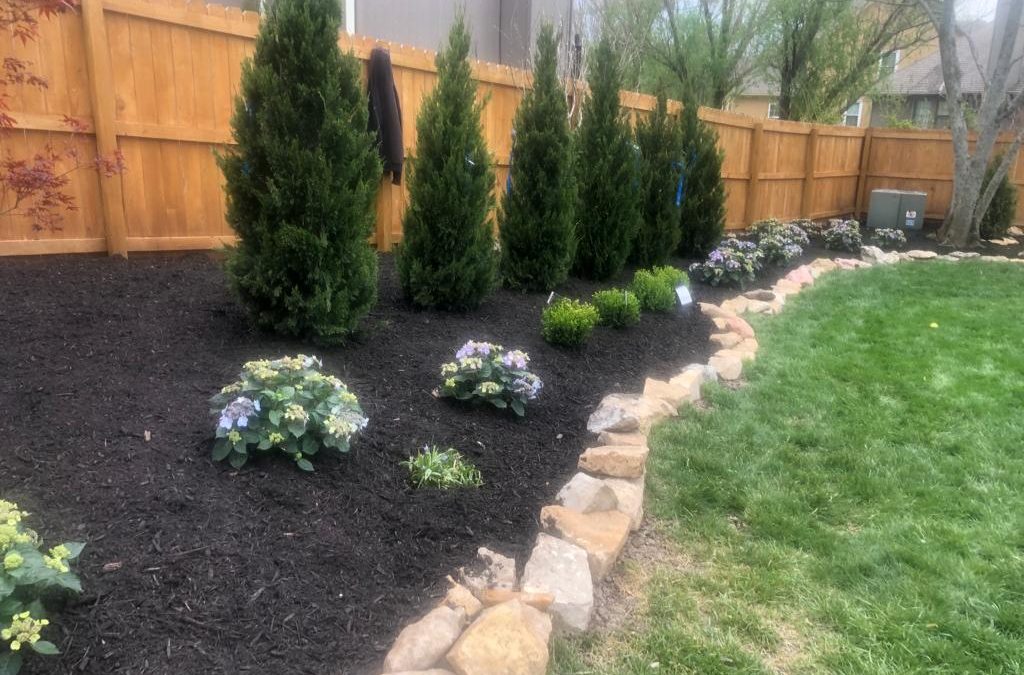 Spartan Juniper Tree Planting