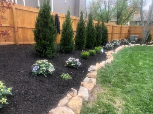 Spartan Juniper Tree Planting