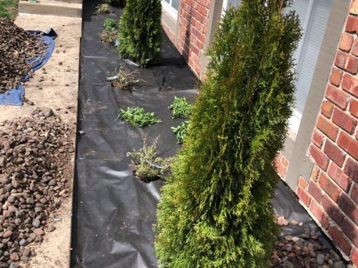 Green Emerald Arborvitae