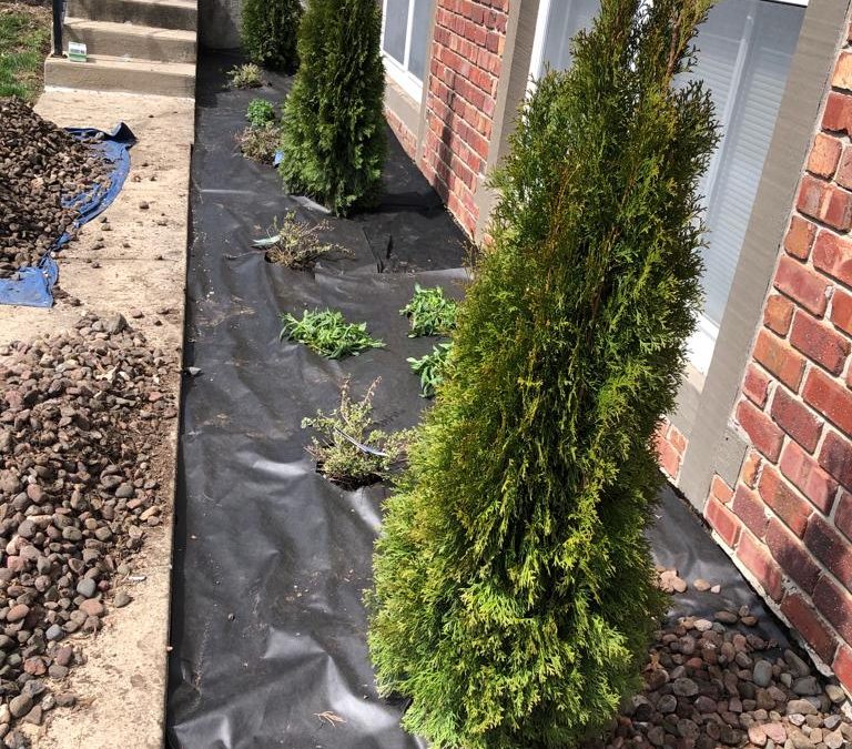 Green Emerald Arborvitae